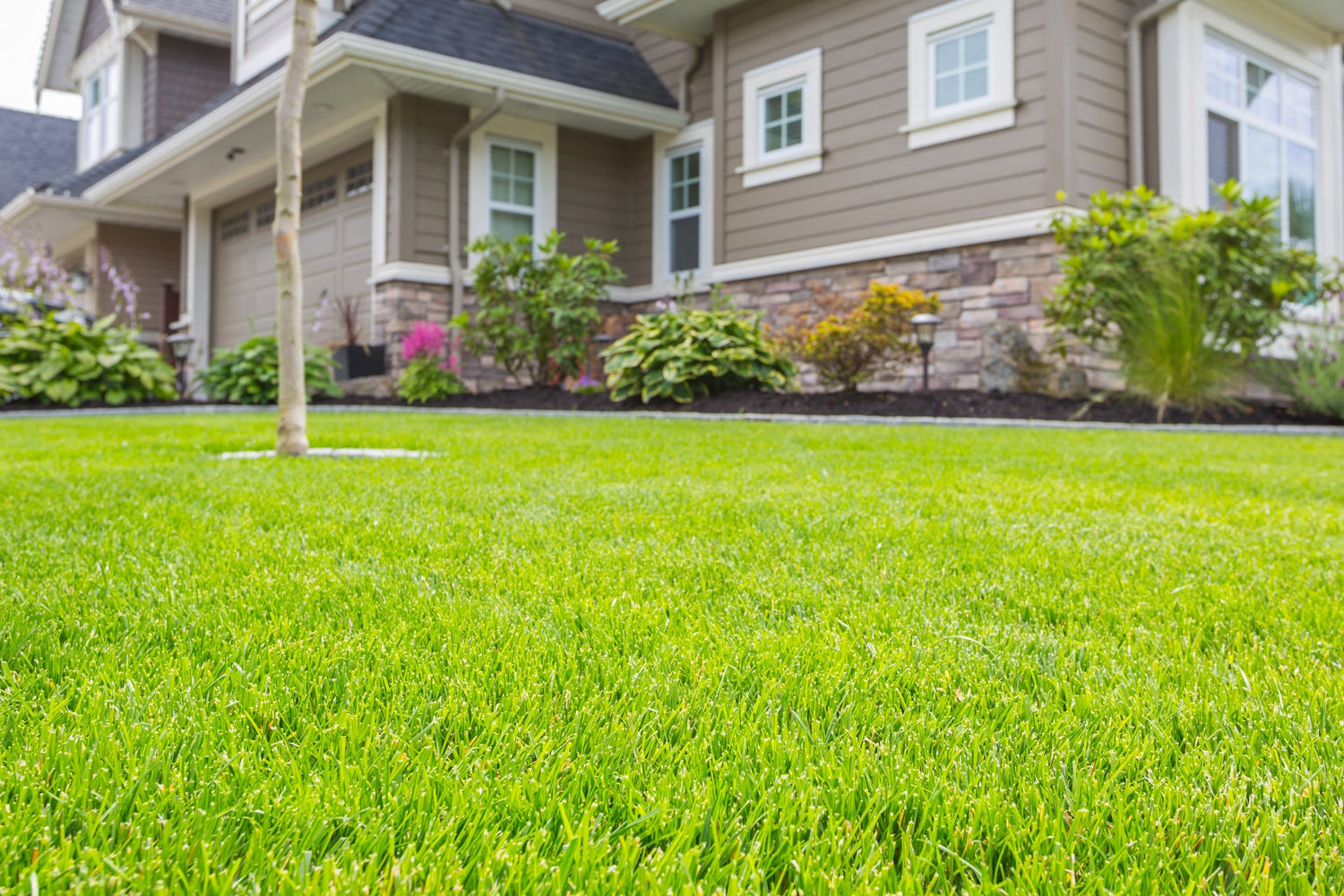 Home lawn
